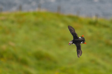 Atlantic puffin (Fratercula arctica) with fish inflight. Common puffin