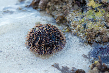 Naklejka na ściany i meble sea urchin on the beach