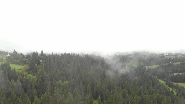 Ukraine. Carpathians mountains. Fog forest. Drone footage 4k.