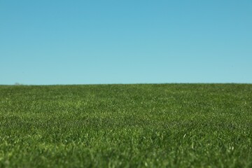 Fresh green grass growing under blue sky outdoors