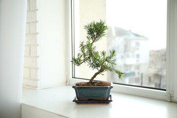 Japanese bonsai plant on windowsill indoors. Creating zen atmosphere at home