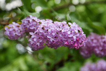 Obraz na płótnie Canvas Branch of beautiful blossoming lilac on blurred background closeup