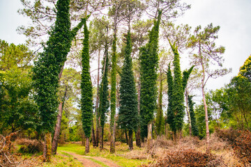 Fototapeta premium Scenic trees in Kolkheti national park. Famous sightseeing destination in Georgia