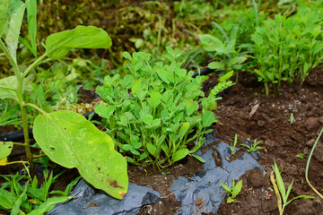 Fresh fenugreek vegetable in the farm, In India