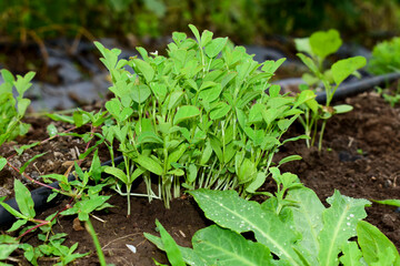 Fresh fenugreek vegetable in the farm, In India