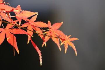 秋の日本の公園に茂る赤いモミジの葉