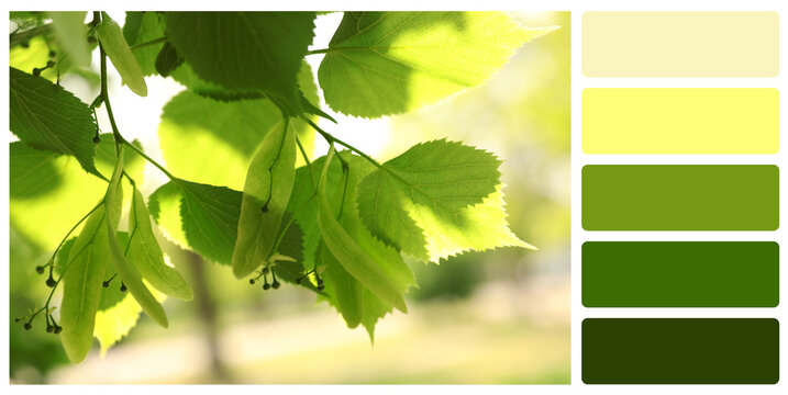 Color palette appropriate to photo of tree with fresh green leaves outdoors on sunny day, closeup