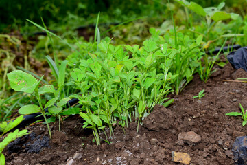Fresh fenugreek vegetable in the farm, In India