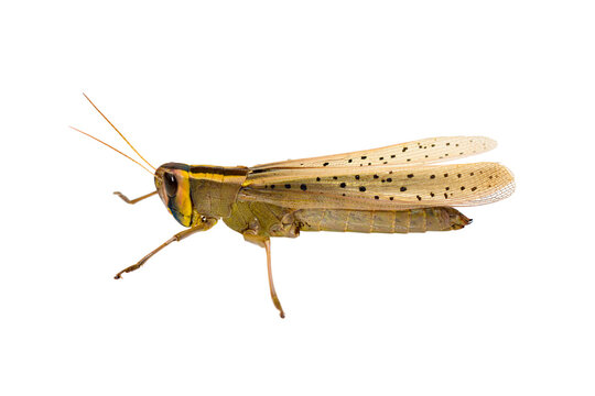Grasshopper insects isolated on white background