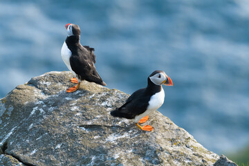 Atlantic puffin (Fratercula arctica) sitting on a rock. Common puffin male and female puffin