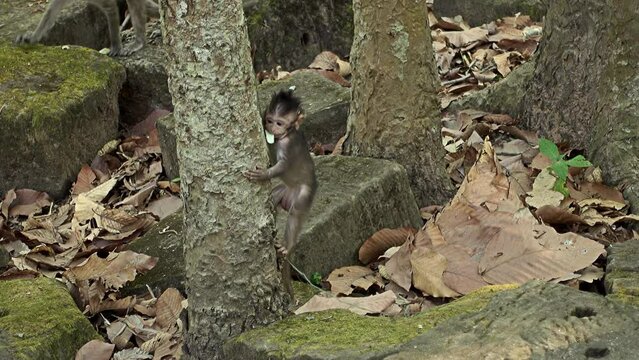 Baby long tailed macaque trying to climb a tree