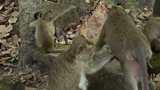 Long tailed macaque playing together