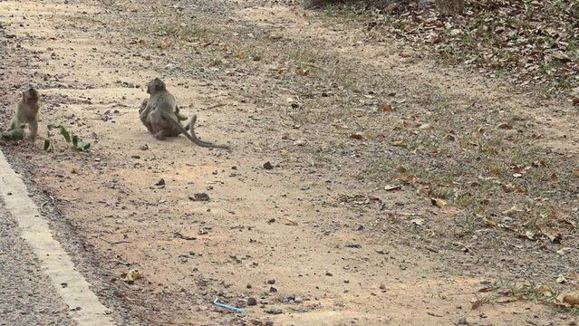 Young long tailed macaques playing together