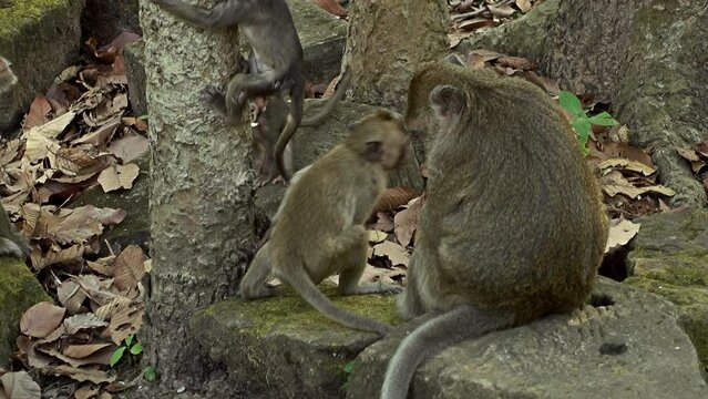 Baby long tailed macaque trying to climb a tree