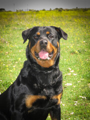 Beautiful Rottweiler in the field