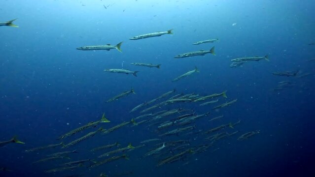 Under Water Film from Sail Rock island in Thailand - Group of Barracuda  fish swimming in the deep blue ocean