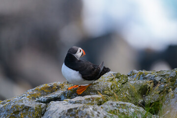 Atlantic puffin (Fratercula arctica) looking towards the ocean. Common puffin