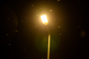 Mosquito swarm near light lamp at night