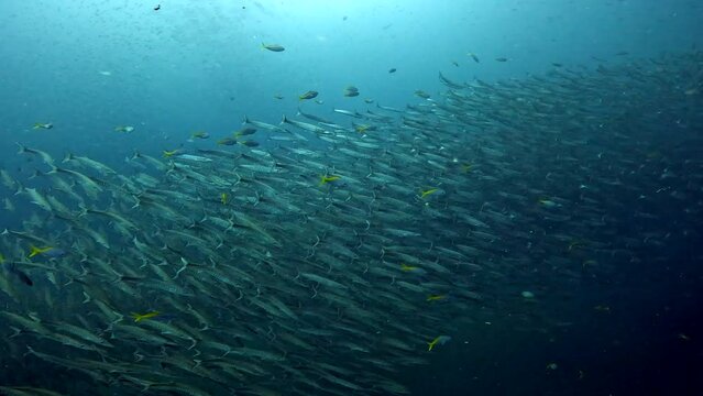 Under Water Film Sail Rock island in Thailand - Large Barracuda group of fish swimming among a few scuba divers the Barracuda fish rapidly shifting directions thousands of fish- Amazing capture