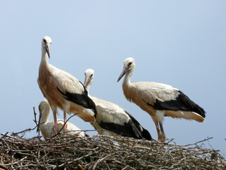 white storks in the nest