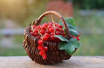 Fototapeta na wymiar Ripe red currant berries with green leaves in a wicker basket on a summer day. Healthy food concept.