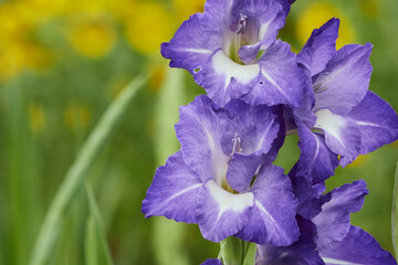 purple blue gladiolus in field macro