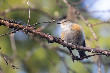 Orange-flanked Bush Robin