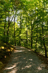 Hiking trail in summer forest