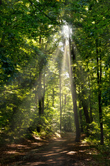 Fototapeta na wymiar Hiking trail in summer forest