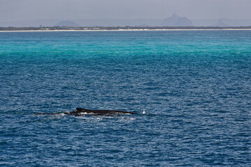Fototapeta premium Southern humpback whale-Megaptera novaeangliae australis in Moreton Bay. Brisbane-Australia-120