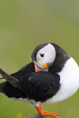 Atlantic puffin (Fratercula arctica) portrait on a green background. Common puffin