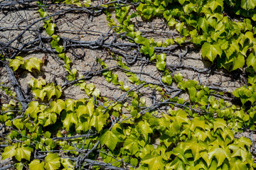 Green ivy on the old wall