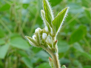 Cultivation of dry plants in natural conditions, plants with flowers and beans
