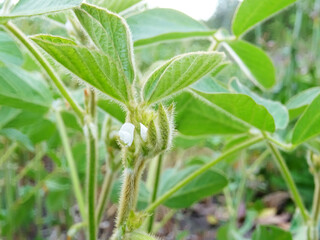 Cultivation of dry plants in natural conditions, plants with flowers and beans
