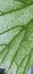 green leaf macro