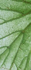green leaf macro