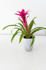 Blossoming plant of guzmania on white