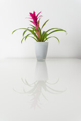 Blossoming plant of guzmania on white