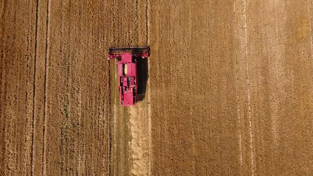 A drone flies over a combine harvester reaping barley. A drone flies over a combine harvester reaping wheat.