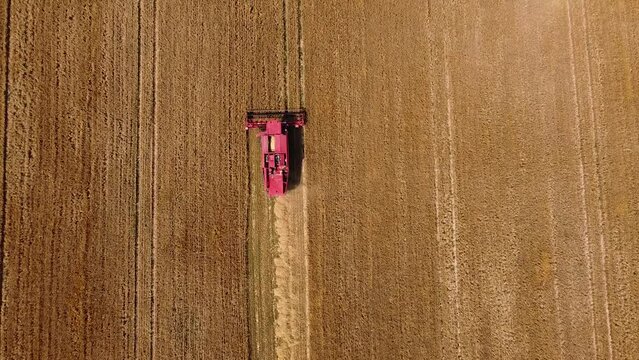 A drone flies over a combine harvester reaping barley. A drone flies over a combine harvester reaping wheat.