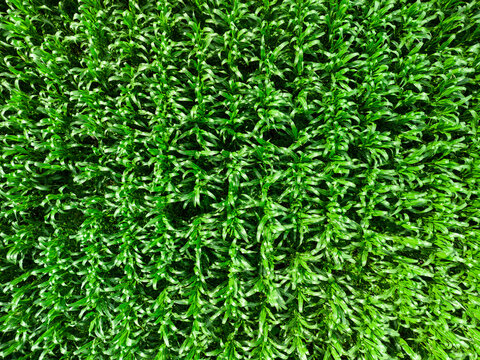 Mid Aspect Top Down Aerial View Of A Crop Of Maize Plants In The Rural English Countryside