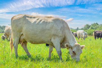 white cows on the pasture. cattle