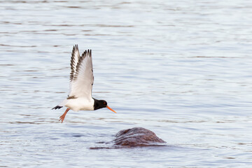Eurasian oystercatcher
