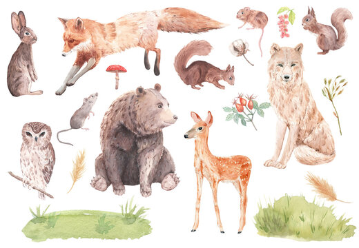 Woodland animals and floral, Watercolor set Forest Animals and Trees, watercolor  bear, squirrel, deer, fox, rabbit, wolf, owl, mouse for nursery, wallpapaper, stickers