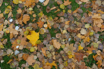 Amber yellow and brown fallen leaves on green grass in October