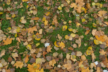 Background - green grass covered with fallen leaves in October