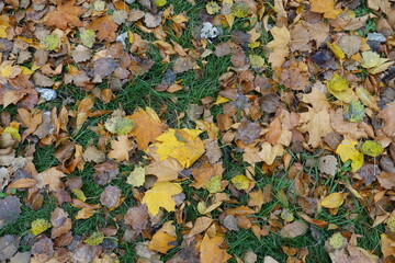 Brown and yellow fallen leaves on green grass in October