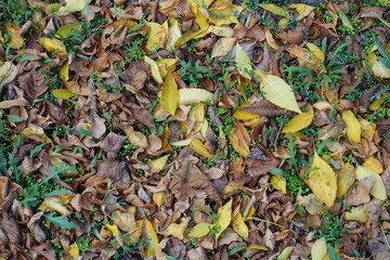 Dense cover of fallen leaves on greenery in mid October