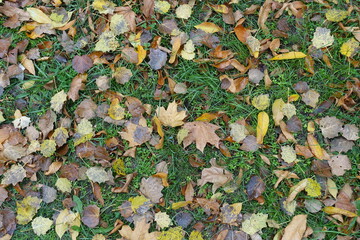 View of multicolored fallen leaves on green grass from above in October