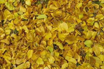 Greenish yellow and brown fallen leaves of mulberry covering the ground in mid November